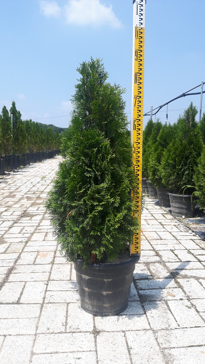 뿌리발달이 우수한 컨테이너 조경수목