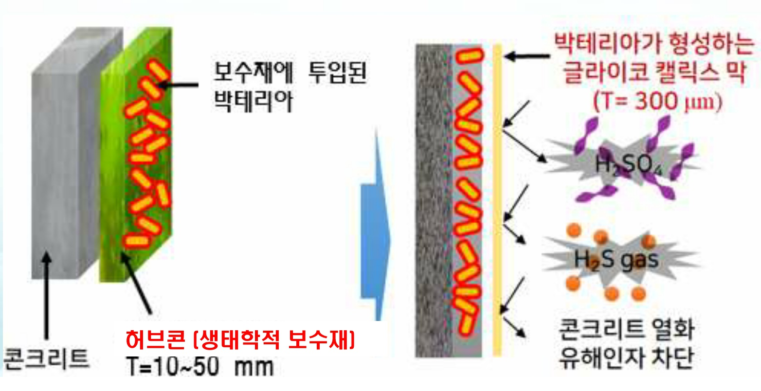 기능성 박테리아를 활용한 하수 처리 콘크리트 시설물 단면 보수 공법